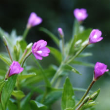 たじま高原植物園 夏のピンク 紫 赤い花