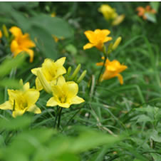 たじま高原植物園 夏の黄色い花