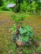 16但馬高原植物園賞　佐藤菅子